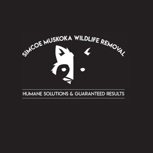 Simcoe Muskoka Wildlife Removal